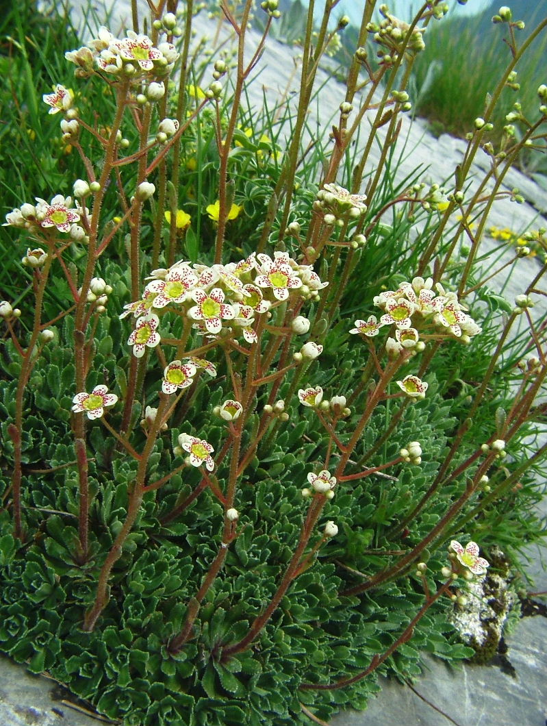 Saxifraga paniculata   (ipercromia)